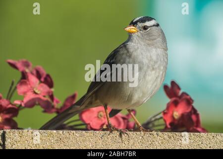 Sparrow le mur de ciment avec des fleurs Banque D'Images