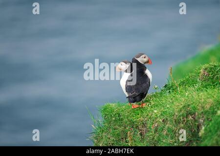 Couple d'oiseaux des îles Féroé macareux célèbres - sur le bord de la côte de l'île Grassy Féroé Mykines dans l'océan Atlantique. Îles Féroé, Danemark. La photographie animalière Banque D'Images