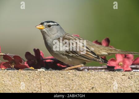 Sparrow le mur de ciment avec des fleurs Banque D'Images