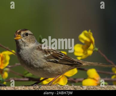 Sparrow le mur de ciment avec des fleurs Banque D'Images