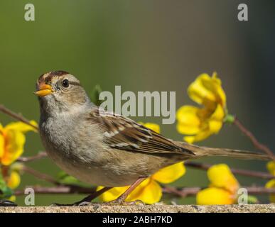 Sparrow le mur de ciment avec des fleurs Banque D'Images