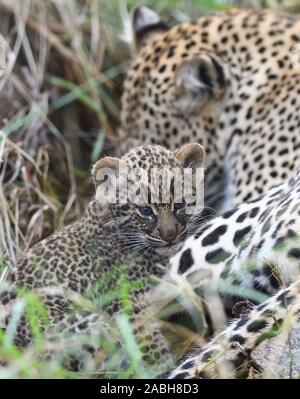 Un très jeune léopard (Panthera pardus) cub, ses yeux toujours bleu, avec sa mère hors de leur tanière. Parc national de Serengeti, Tanzanie. Banque D'Images
