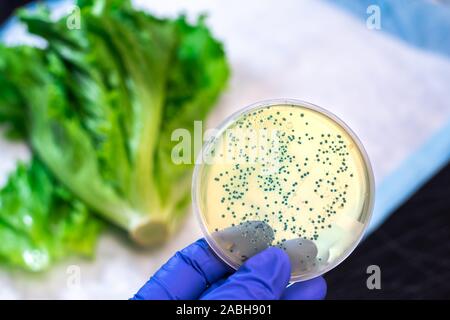 La contamination bactérienne dans la laitue romaine Banque D'Images