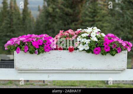 Fleurs en croissance dans une flowerbox en bois blanc Banque D'Images