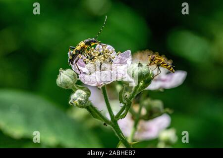 Le longicorne asiatique (Rutpela maculata)sur bramble flower Banque D'Images