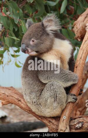 KANGAROO ISLAND, AUSTRALIE - Mars 06, 2017 : Koala pour un arbre Banque D'Images