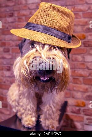 Un chien dans un chapeau de paille. La hat est tiré vers le bas sur le museau Banque D'Images