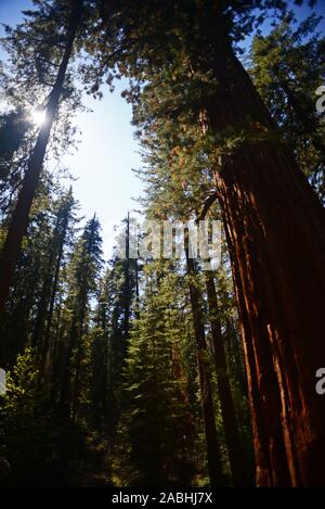 Sentier de Tuolumne Grove de séquoias géants, Yosemite National Park, California, United States Banque D'Images