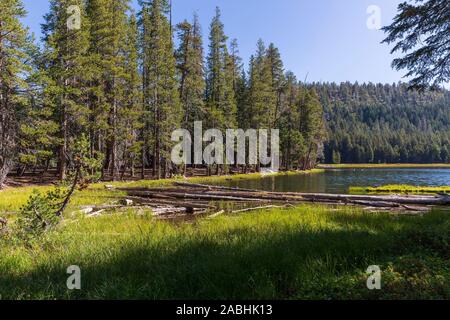 Lukens Lake avec les conifères et les herbes des rives dans Natioal Yosemite Park, en Californie. Banque D'Images