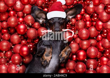 Chien saucisse basset allemand en père Noël pour les vacances de Noël reposant sur un noël boules babioles comme arrière-plan avec Candy Cane stick Banque D'Images