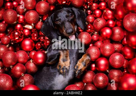 Chien saucisse basset allemand en père Noël pour les vacances de Noël reposant sur un arrière-plan comme les boules babioles de Noël Banque D'Images