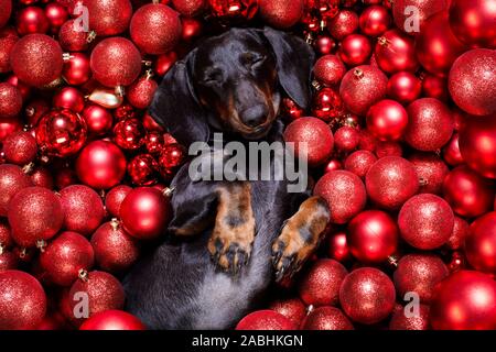 Chien saucisse basset allemand en père Noël pour les vacances de Noël reposant sur un arrière-plan comme les boules babioles de Noël Banque D'Images