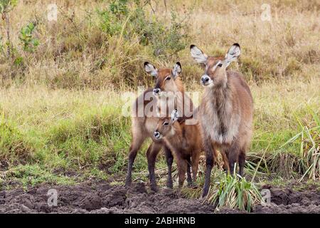 Un groupe familial de Waterbuck debout ensemble en terrain lourd près de l'eau, format Paysage, Ol Pejeta Conservancy, Laikipia, Kenya, Africa Banque D'Images