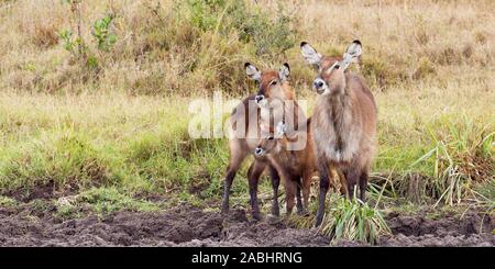 Un groupe familial de Waterbuck debout ensemble en terrain lourd près de l'eau, format Paysage, Ol Pejeta Conservancy, Laikipia, Kenya, Africa Banque D'Images