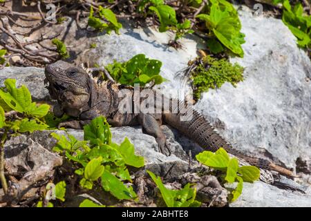 Un iguane au soleil sur les falaises de la ruines mayas de Tulum site sur la péninsule du Yucatan du Mexique Banque D'Images