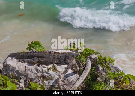 Un iguane au soleil sur les falaises de la ruines mayas de Tulum site sur la péninsule du Yucatan du Mexique Banque D'Images