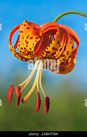 La fleur orange du Michigan, Lily Lilium michiganense en famille Asclepiadaceae est une rare fleur des Prairies et des plantes des prairies. Banque D'Images