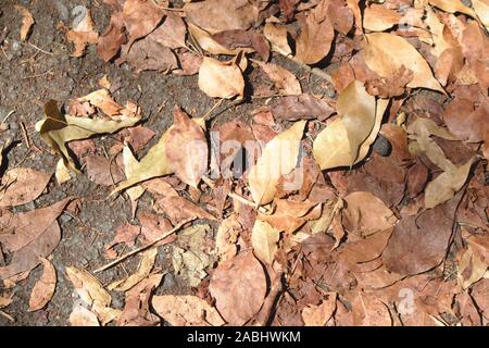Close-up de la terre pleine de feuilles sèches et de couleurs ocre tombé de l'arbre par l'arrivée de l'automne Banque D'Images