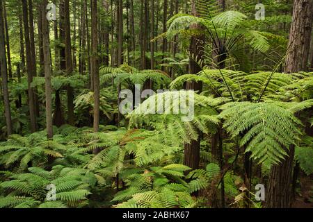 Forêt de fougères arborescentes et de séquoias géants dans la forêt de Whakarewarewa près de Rotorua, Nouvelle-Zélande Banque D'Images