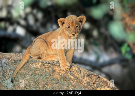 Lion (Panthera leo) vernayi, jeune animal assis sur des rochers, Kuruman, Kalahari, North Cape, Afrique du Sud Banque D'Images