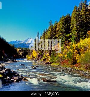 Couleurs d'automne le long de Badger Creek au-dessous de l'avant près de rocky mountain Heart Butte, Montana Banque D'Images