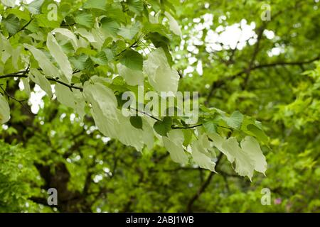 Davidia involucrata, la colombe-tree, arbre de mouchoir, mouchoir de poche, d'arbres ou ghost tree est une espèce d'arbre à feuilles caduques dans la famille Banque D'Images