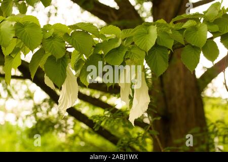 Davidia involucrata, la colombe-tree, arbre de mouchoir, mouchoir de poche, d'arbres ou ghost tree est une espèce d'arbre à feuilles caduques dans la famille Banque D'Images