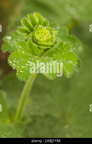 Gros plan de l'belle Alchemilla mollis, couvert de gouttes avec arrière-plan flou et blured Banque D'Images