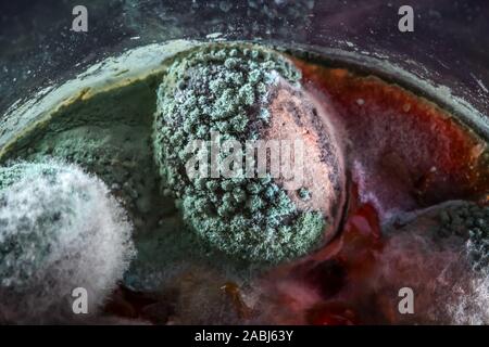 Close up of mold déposés sur les olives noires dans une bouteille en verre. Banque D'Images