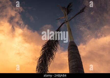 Vue du palmier du bas contre un ciel dramatique à Ambergris Caye, Belize, en Amérique centrale. Banque D'Images