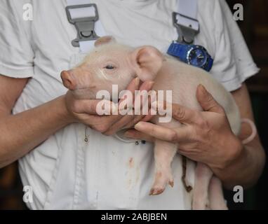 Lindenberg, Allemagne. 27 Nov, 2019. Un employé de la société Schweinezucht Lindenberg GbR détient quelques heures ancien porcinet dans ses bras. Le risque d'une fièvre porcine africaine (ASP) de sangliers infectés en Allemagne et le Brandebourg est élevé, les experts sont d'accord. Le virus a été détecté dans 22 sangliers morts en Pologne près de la frontière allemande. Le mercredi un autre trouver positive a été découvert près du village de Kotla en Basse Silésie. Crédit : Patrick Pleul/dpa-Zentralbild/dpa/Alamy Live News Banque D'Images