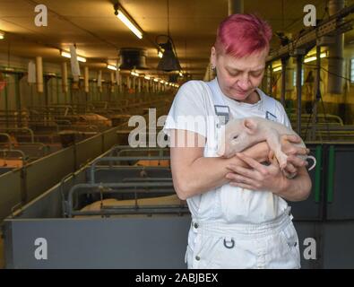 Lindenberg, Allemagne. 27 Nov, 2019. Kerstin Klingbeil, employé de la société Schweinezucht Lindenberg GbR, détient quelques heures ancien porcinet dans ses bras. Le risque d'une fièvre porcine africaine (ASP) de sangliers infectés en Allemagne et le Brandebourg est élevé, les experts sont d'accord. Le virus a été détecté dans 22 sangliers morts en Pologne près de la frontière allemande. Le mercredi un autre trouver positive a été découvert près du village de Kotla en Basse Silésie. Crédit : Patrick Pleul/dpa-Zentralbild/dpa/Alamy Live News Banque D'Images