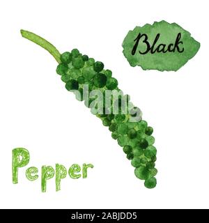 La main douce aquarelle de poivre noir. Illustration d'isolé sur fond blanc. Texte des lettres à la main. Objet de la récolte d'été et d'automne Banque D'Images
