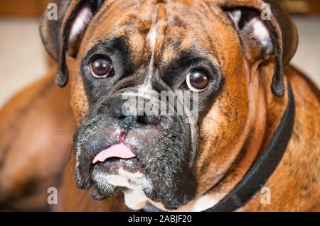 Chien Boxer bringé pédigrée avec marquages portant sur le sol avec sa langue traîner. Banque D'Images