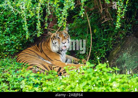 Tigre du Bengale se reposant dans la forêt Banque D'Images