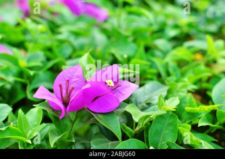 Bougainvillea beaucoup de petites fleurs blanches et les bractées pourpre Banque D'Images