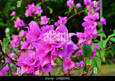 Bougainvillea beaucoup de petites fleurs blanches et les bractées pourpre Banque D'Images