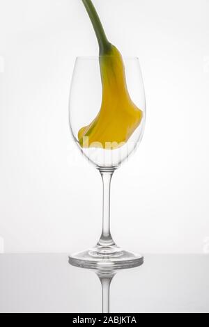 Calla jaune vif à l'intérieur du bourgeon un verre à vin comme un oiseau capturé dans une cage sur une surface miroir sombre et un fond blanc Banque D'Images