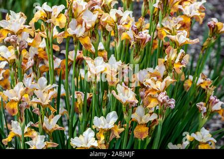 Iris jaune sibirica Ilees en pleine fleur de la bosse Mai iris sibérien Banque D'Images