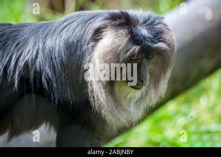 Close up of a Lion-tailed Macaque (Macaca silène) Banque D'Images