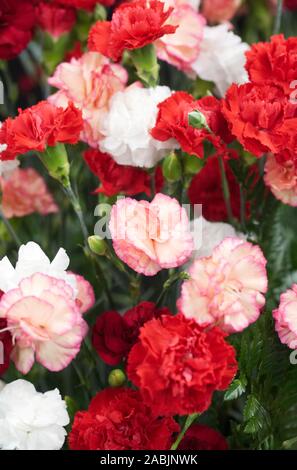 Dianthus caryophyllus. Carnation mixte fleurs. Banque D'Images