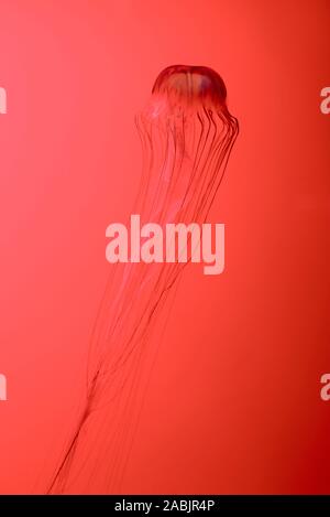 Ortie de mer japonais méduses sur fond rouge Banque D'Images