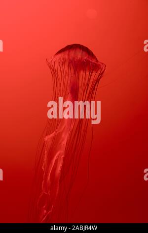Ortie de mer japonais méduses sur fond rouge Banque D'Images