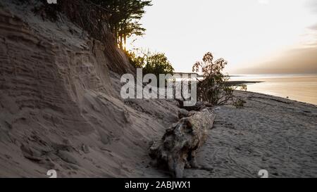 La Gauja se jette dans la Mer Baltique Mer du golfe de Riga. Pins cassés après la tempête et rejetés par la rive. Les troncs des arbres lavé une rive à la plage d'Authenticité Banque D'Images