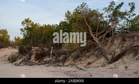 La Gauja se jette dans la Mer Baltique Mer du golfe de Riga. Pins cassés après la tempête et rejetés par la rive. Les troncs des arbres lavé une rive à la plage d'Authenticité Banque D'Images