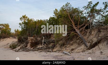 La Gauja se jette dans la Mer Baltique Mer du golfe de Riga. Pins cassés après la tempête et rejetés par la rive. Les troncs des arbres lavé une rive à la plage d'Authenticité Banque D'Images