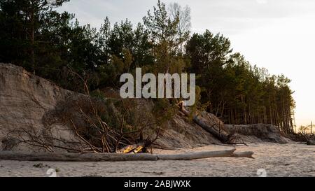 La Gauja se jette dans la Mer Baltique Mer du golfe de Riga. Pins cassés après la tempête et rejetés par la rive. Les troncs des arbres lavé une rive à la plage d'Authenticité Banque D'Images