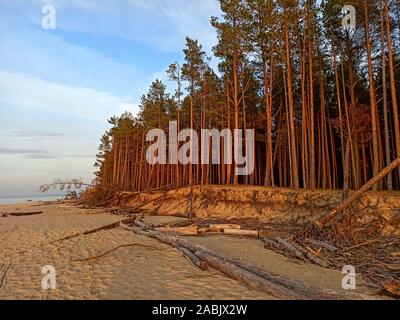 La Gauja se jette dans la Mer Baltique Mer du golfe de Riga. Pins cassés après la tempête et rejetés par la rive. Les troncs des arbres lavé une rive à la plage d'Authenticité Banque D'Images