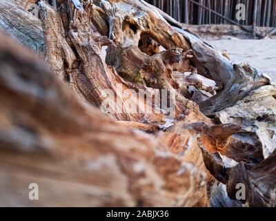 La Gauja se jette dans la Mer Baltique Mer du golfe de Riga. Pins cassés après la tempête et rejetés par la rive. Les troncs des arbres lavé une rive à la plage d'Authenticité Banque D'Images