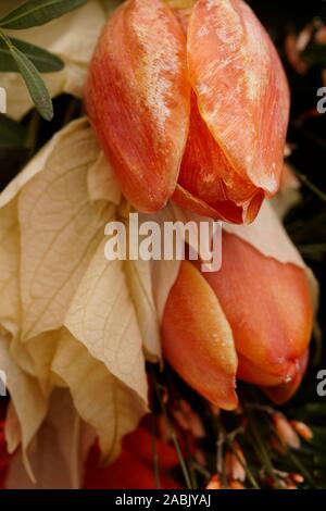 Macro sur les tulipes. Belle arrangement funéraire Banque D'Images